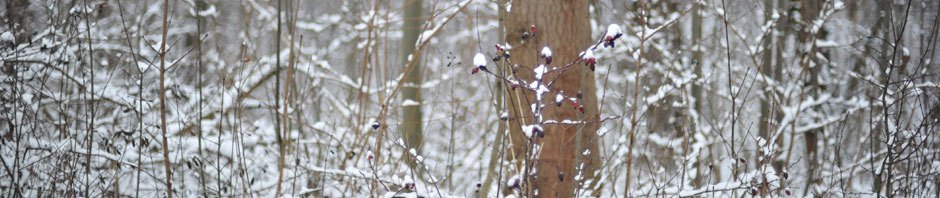 Blog di Francesco Acerbo